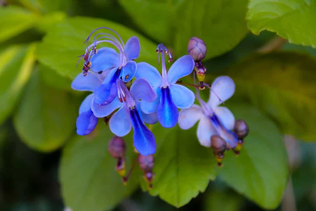 Il grazioso Clerodendrum ugandense o Blue Butterfly Bush è un attraente arbusto sempreverde dalla struttura aperta con rami arcuati che portano spruzzi di piccoli fiori blu in estate.