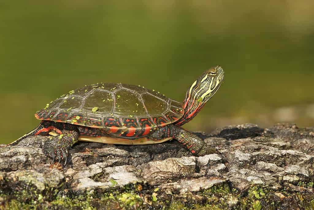 Tartaruga dipinta Midland (Chrysemys picta marginata) crogiolarsi su un registro - vecchio canale Ausable, Pinery Provincial Park, Ontario, Canada