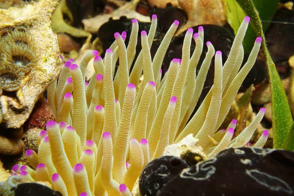 Creatura del mare, tentacoli del gigantesco anemone di mare dei Caraibi, Condylactis gigantea, Messico