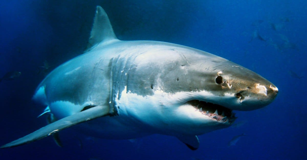 Nuoto del grande squalo bianco