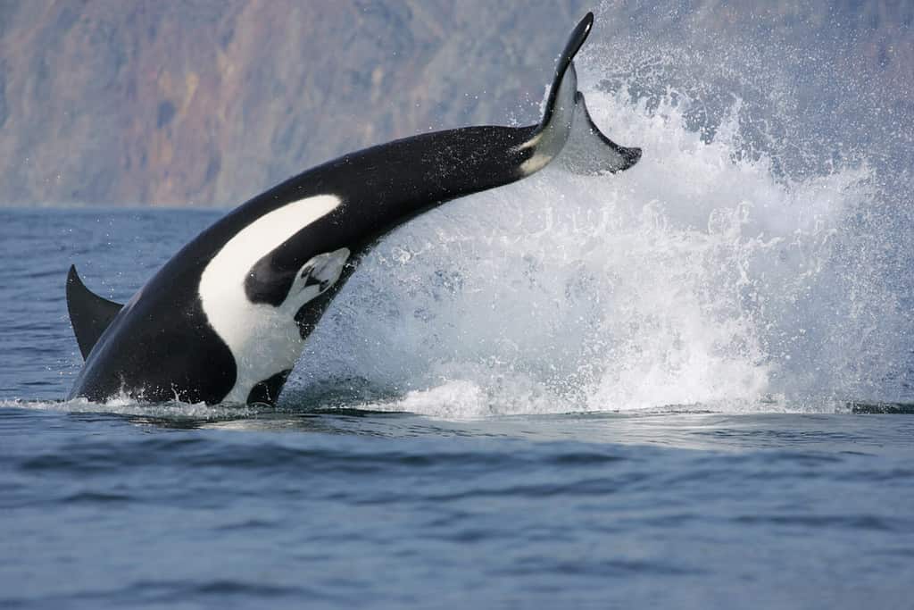 salto dinamico del pesce che caccia l'orca