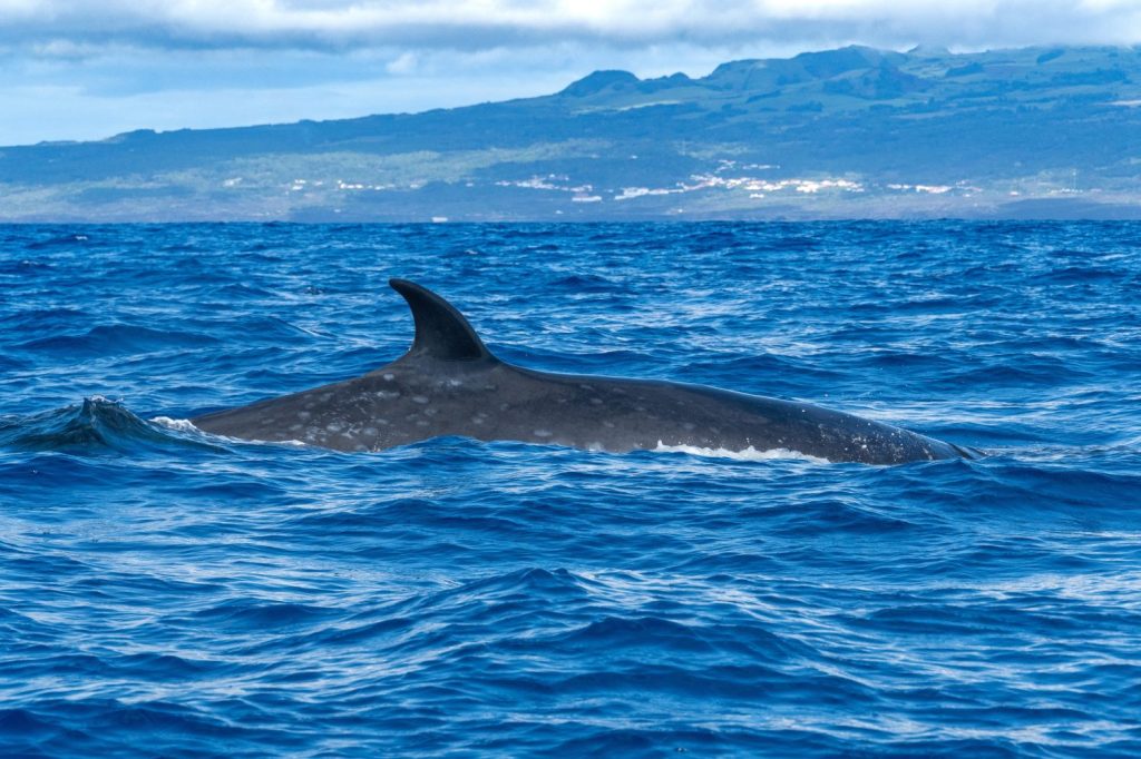 Balena Sei sull'isola di Faial Azzorre