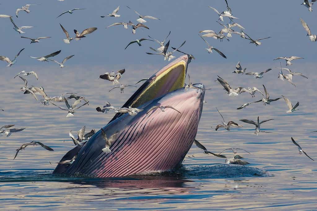 Una balena di Bryde mentre cattura la cena al tramonto, circondata da uccelli