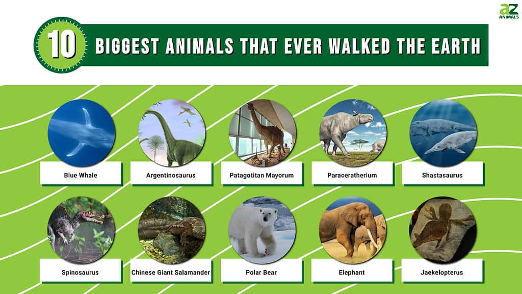 Infografica sui 10 animali più grandi che abbiano mai camminato sulla Terra