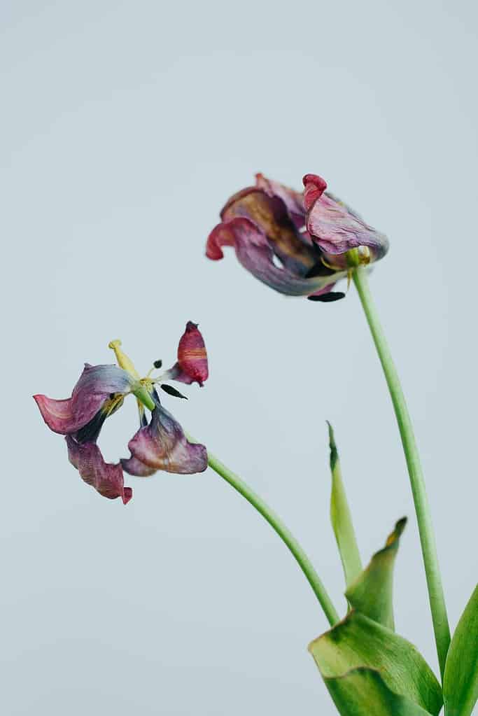 Appassiti e decadenti steli di fiori di tulipano contro uno sfondo bianco