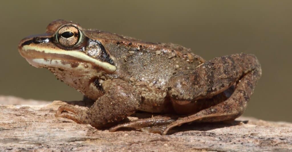 Adattamenti degli animali più folli: la rana di legno