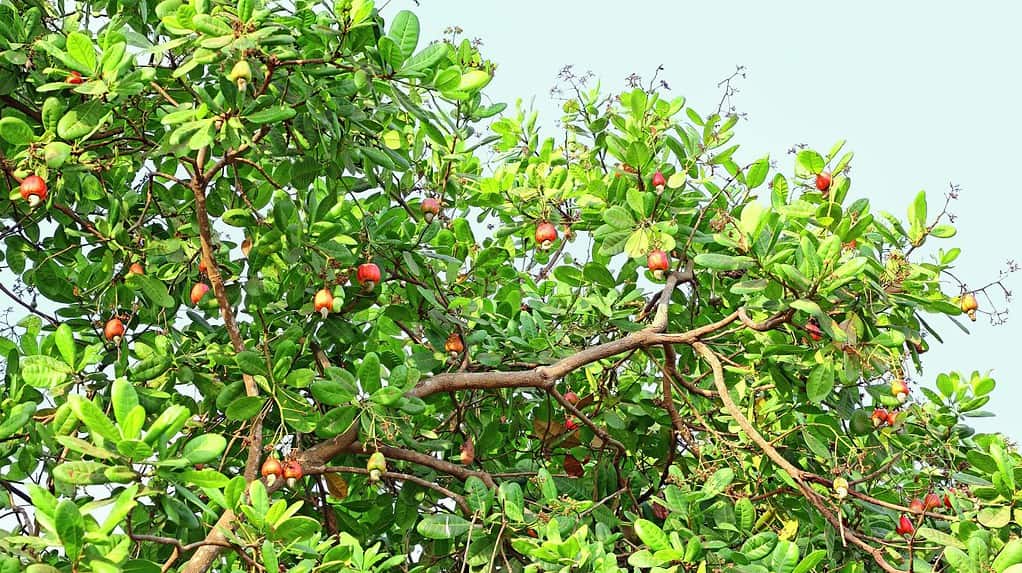 Ramo di anacardi con noci mature da Goa, India.  I baccelli di anacardi sono ingredienti di ricette.  La popolare bevanda storica, il feni, viene distillata dalla polpa di anacardi.