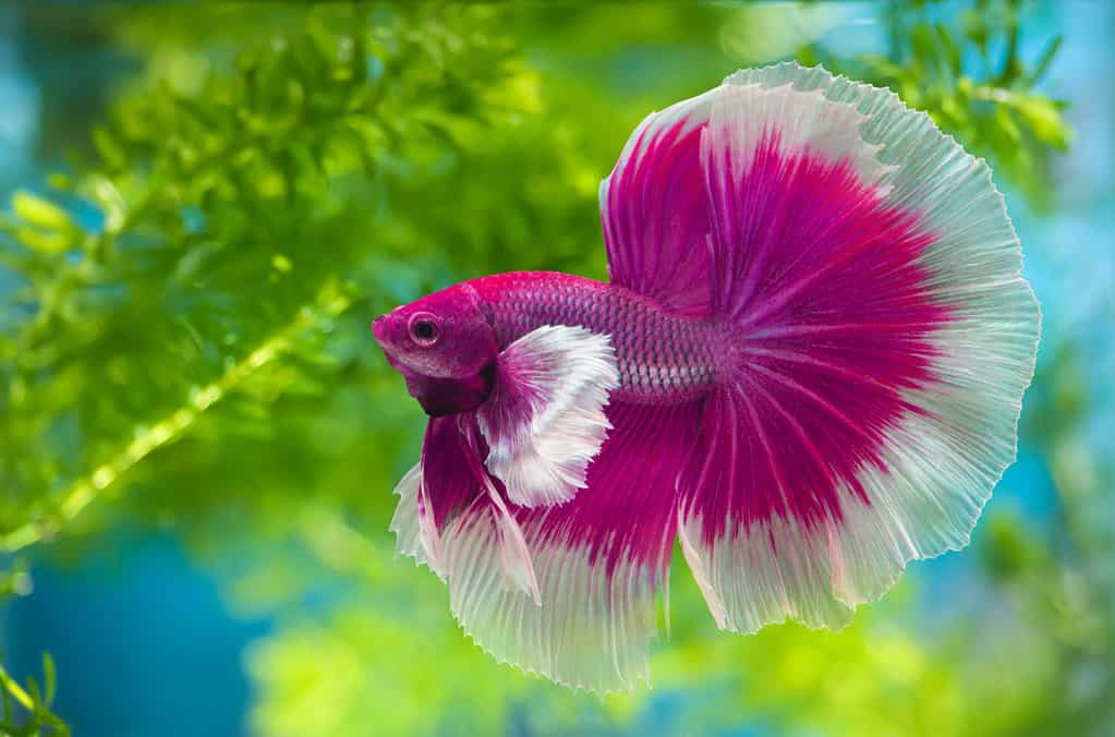 Pesce combattente siamese multicolore (Rosetail) (mezzaluna), pesce combattente drago, Betta splendens, su sfondo naturale con tracciato di ritaglio, orecchie Dumbo