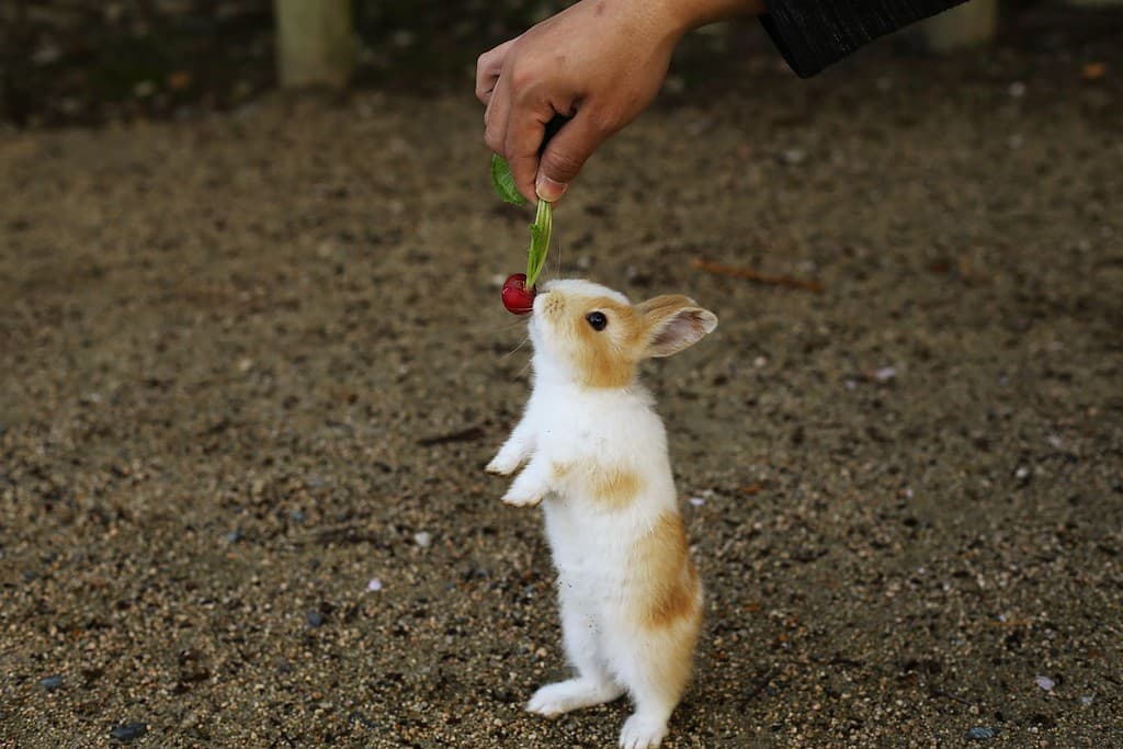 Adorabile coniglietto.  L'isola di Okunoshima nella prefettura di Hiroshima in Giappone è famosa come l'isola dei conigli.