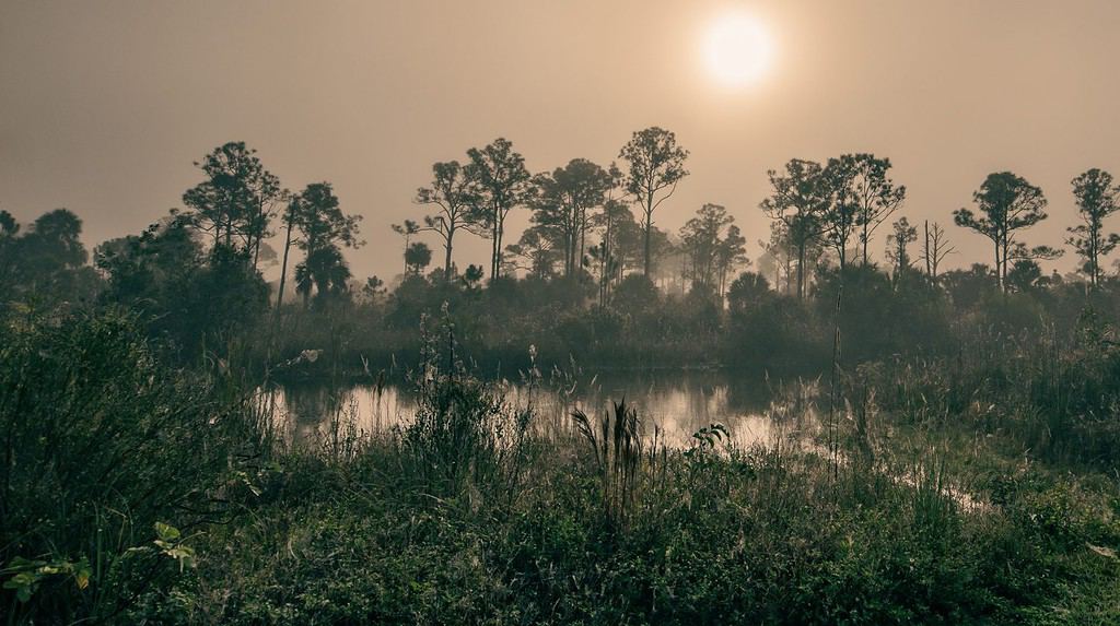 Mattinata nebbiosa nella palude delle Everglades |  Riserva nazionale di Big Cypress, Florida, Stati Uniti
