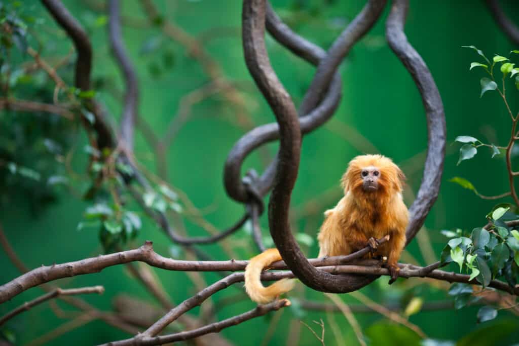 Leone d'oro Tamarin sul ramo di un albero.