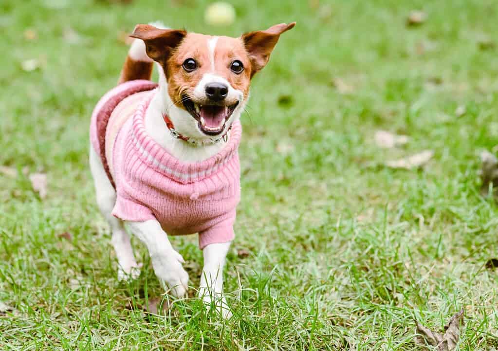 Cane felice che indossa un maglione lavorato a maglia caldo rosa che gioca in una bella giornata autunnale