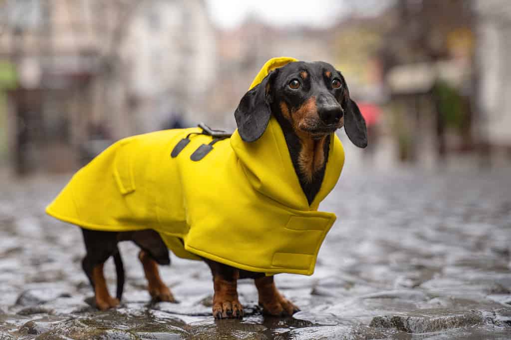  I cani hanno davvero bisogno di cappotti e stivali?  Come proteggerli quando fa freddo
