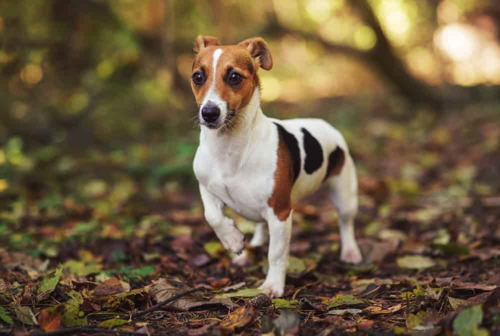 Piccolo Jack Russell Terrier che cammina sul sentiero nel bosco, una zampa in su, orecchie indietro, foglie gialle arancioni in autunno, sfondo sfocato degli alberi