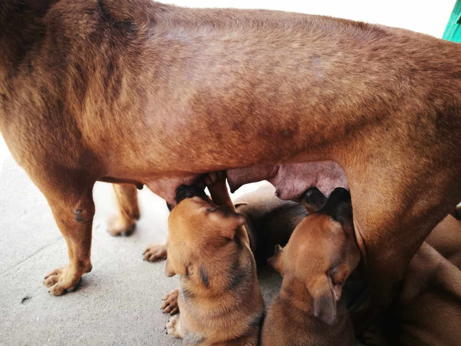 I cuccioli strapazzano i capezzoli della madre. È ora di mangiare, dare da mangiare al cane Thai Ridgeback, al cane che allatta.