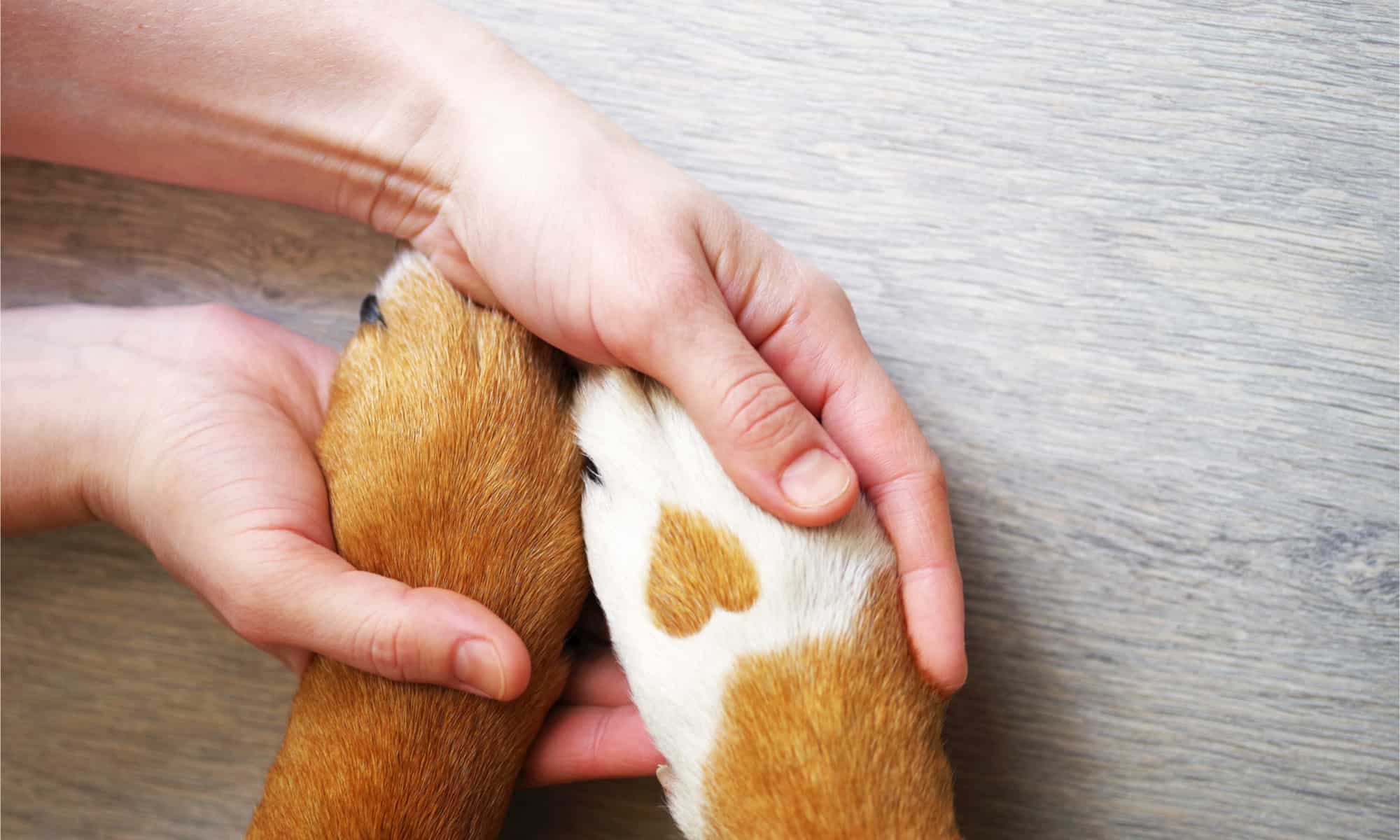 Due zampe di cane, una con un segno a forma di cuore, tenute da un essere umano