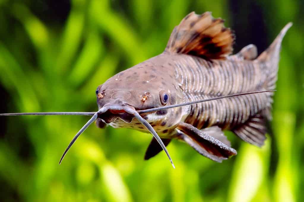 Pesce gatto Megalechis thoracata