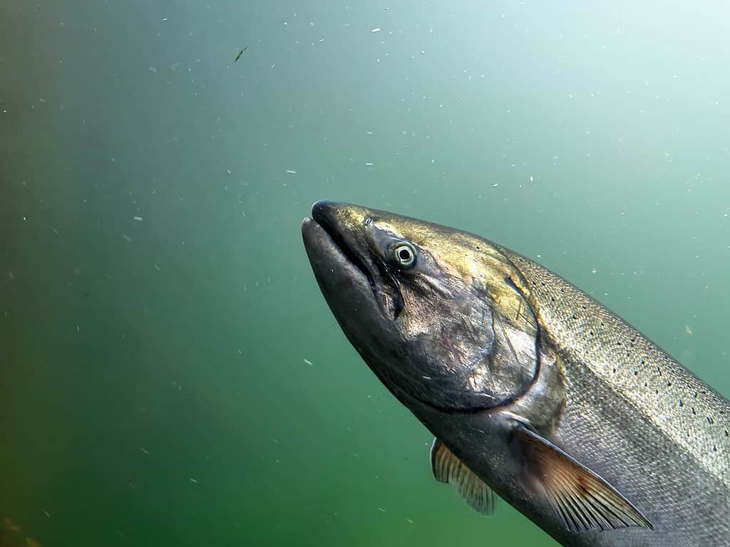 Primo piano del salmone Chinook