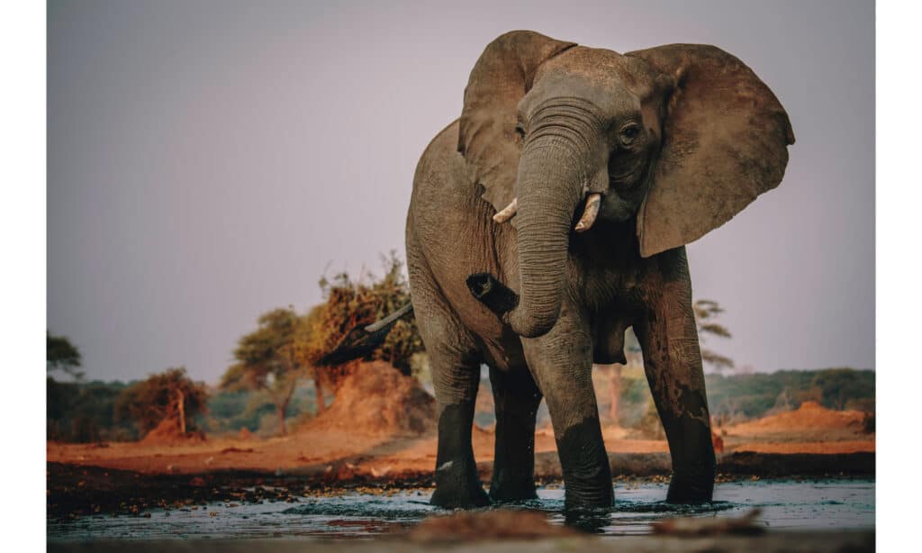 Elefante africano all'abbeveratoio