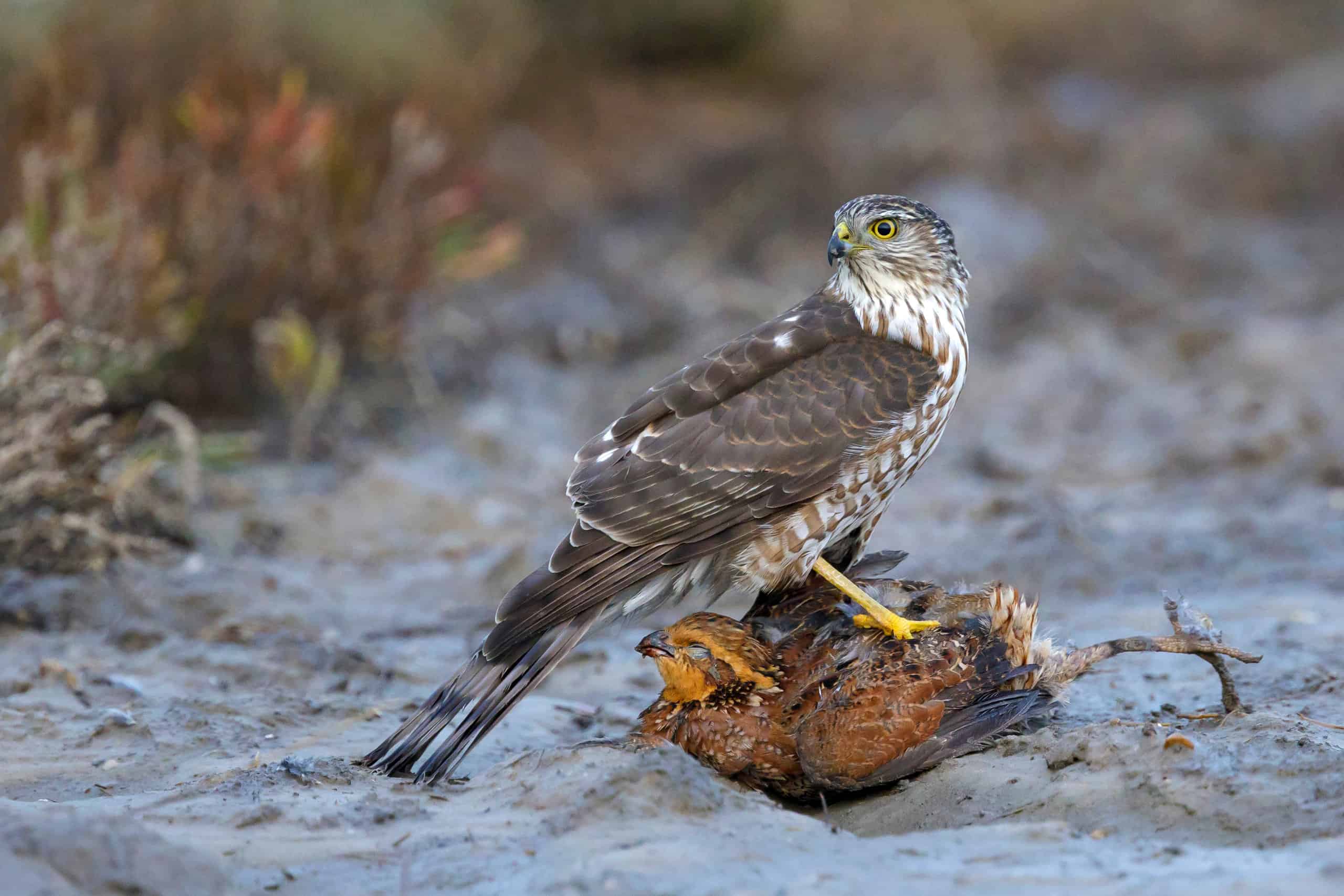 Giovane falco dalla pelle affilata in piedi sulla quaglia bobwhite appena uccisa