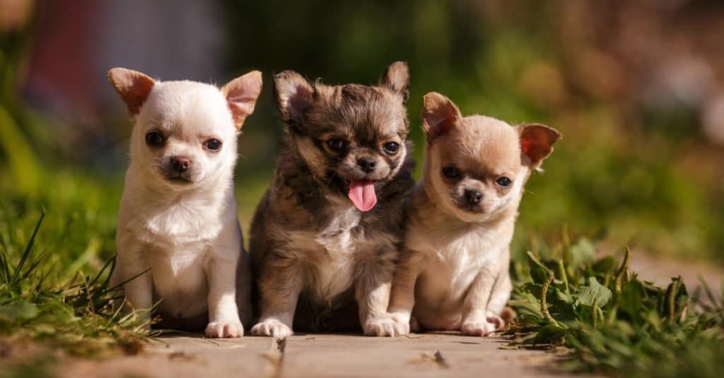Tre piccoli cuccioli di Chihuahua con testa di Apple che camminano all'aperto sull'erba in estate.