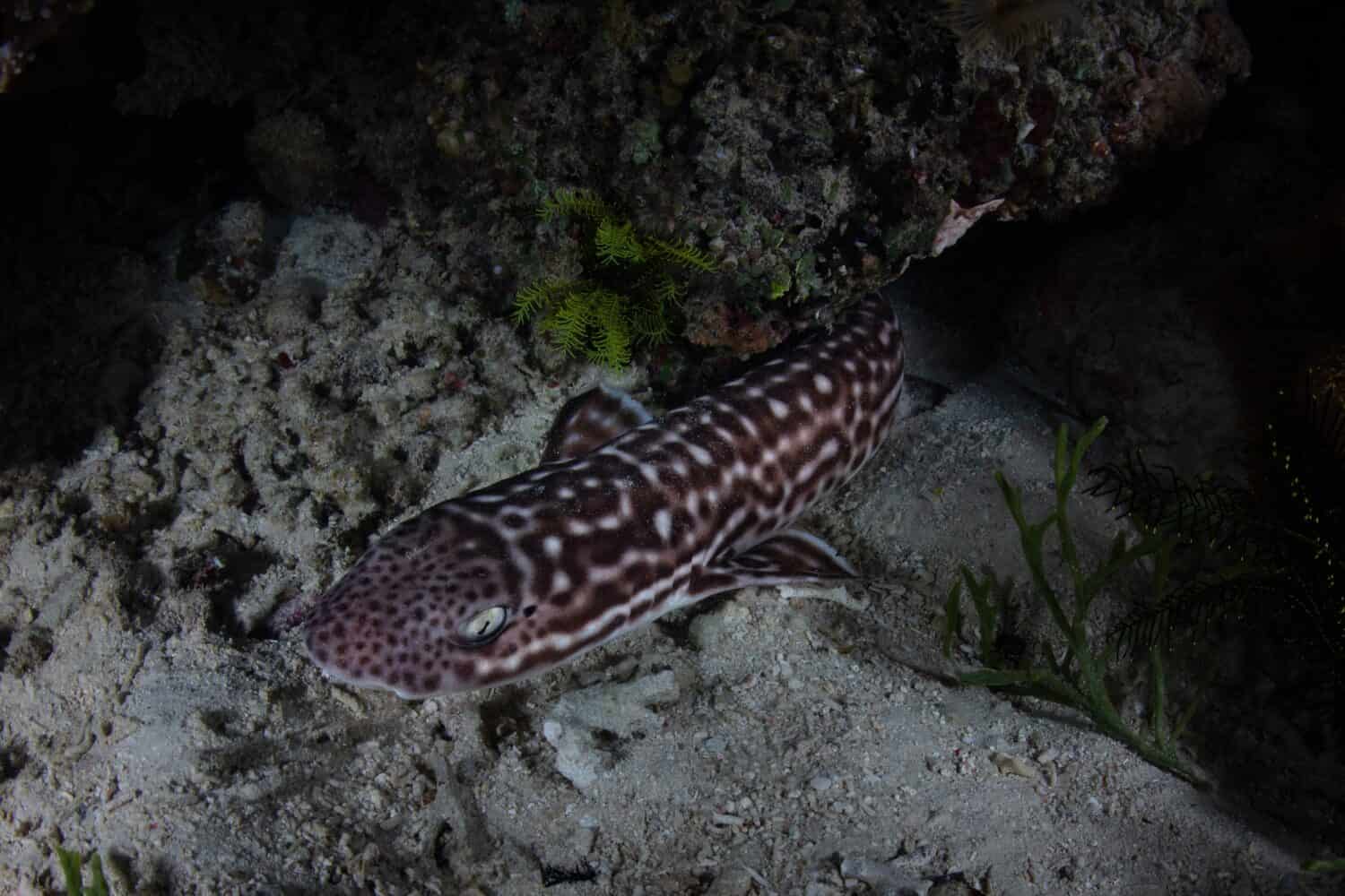 Un solitario gattuccio corallino, Atelomycterus marmoratus, si trova sul fondale marino poco profondo di una barriera corallina nel Parco Nazionale di Komodo, in Indonesia.  Questa è una specie notturna che è ovipara.