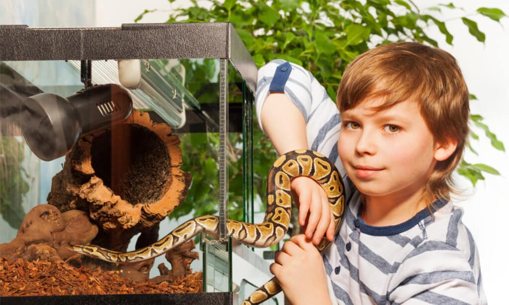 Giovane ragazzo che mette il serpente nel suo serbatoio