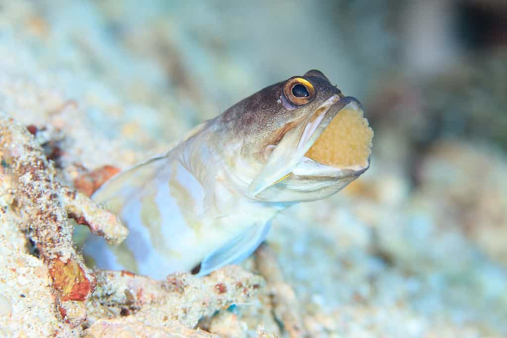 Pesce mascella che cova la bocca con le uova in bocca, Indonesia
