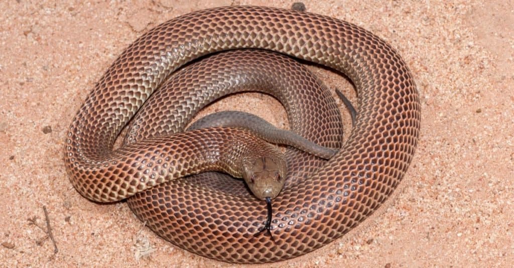 Serpenti più grandi: il serpente King Brown