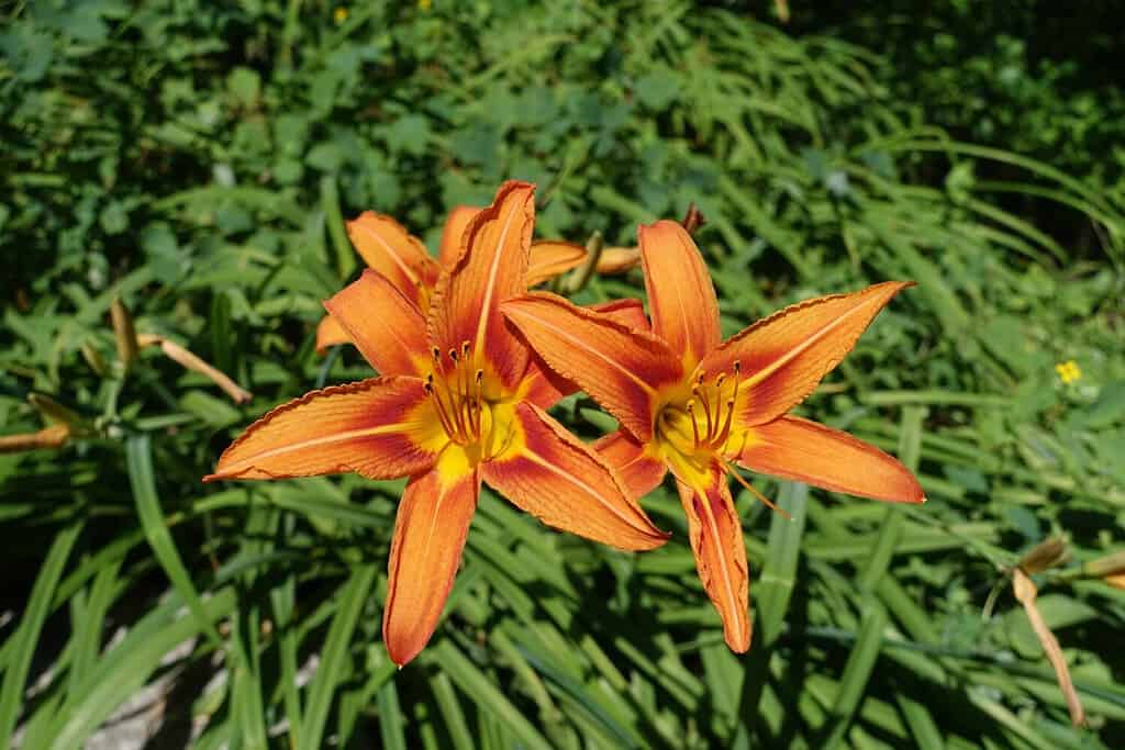 3 fiori arancione brillante di daylily comune a giugno