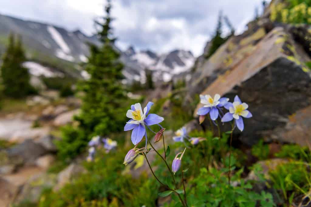 Colorado Blue Columbine - Un gruppo di selvatiche Colorado Blue Columbine che fioriscono sul lato dell'Isabelle Glacier Trail a Indian Peaks Wilderness, Colorado, Stati Uniti.