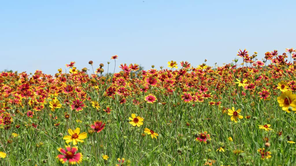 I fiori selvatici della coperta indiana coprono un campo nel Texas Hill Country fuori Bandera, Texas.