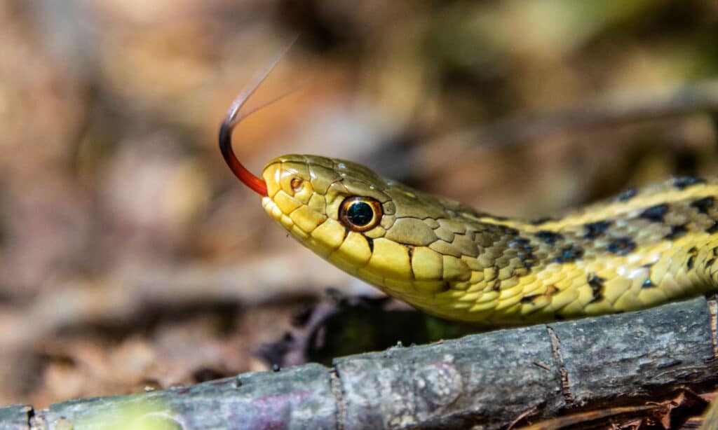Thamnophis brachystoma, il serpente giarrettiera dalla testa corta o serpente giarrettiera dalla testa corta