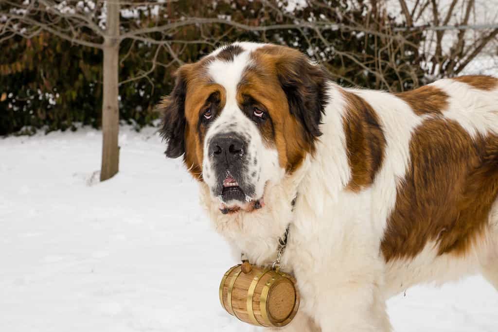 Un cane San Bernardo che indossa una botte in caso di neve.