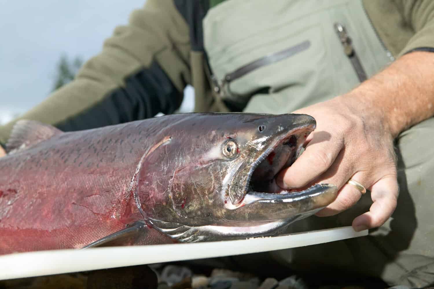 Primo piano di un pescatore in trampolieri che tiene un salmone reale catturato in un ruscello dell'Alaska.