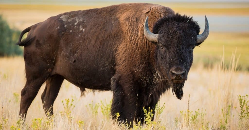 Animali più alti: bisonte americano