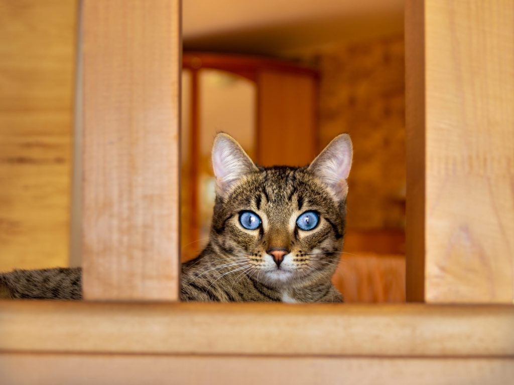 il gatto soriano con gli occhi azzurri guarda attentamente la telecamera mentre giace tra pannelli di legno