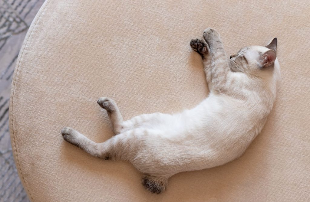 Gattino color-point che dorme sul divano beige.  Animale domestico che fa un pisolino a casa.  vista dall'alto