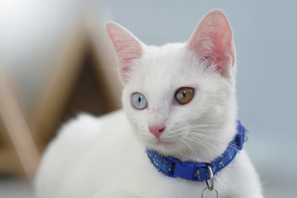 Vicino a Khao Manee Cat hanno 2 colori di diamanti sugli occhi.