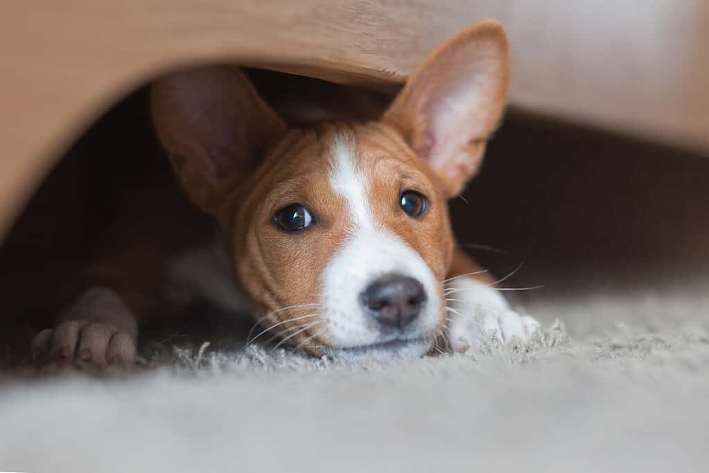 Cucciolo Basenji, animale domestico che gioca sotto il letto