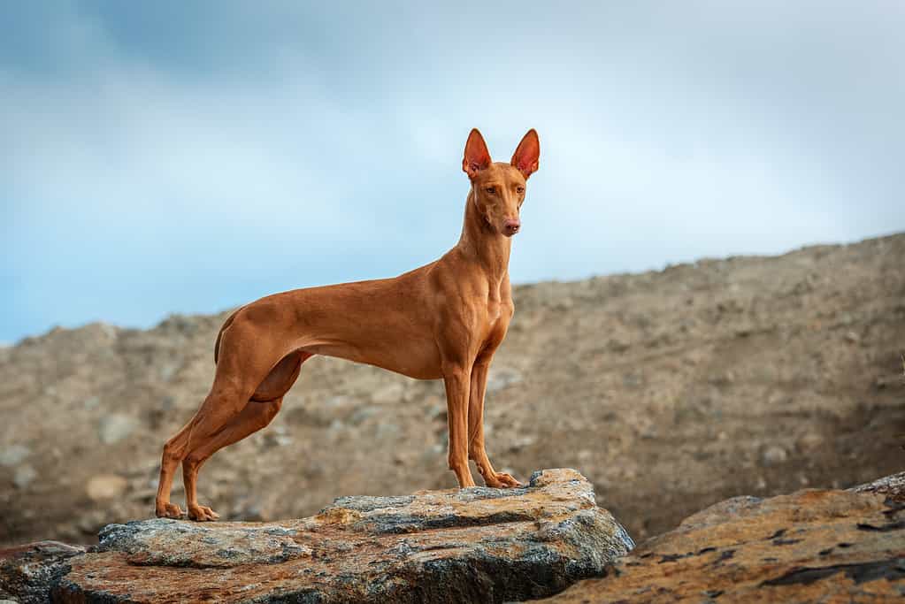 Un bellissimo cane Faraone Hound si alza e posa su una pietra in una sera d'estate.