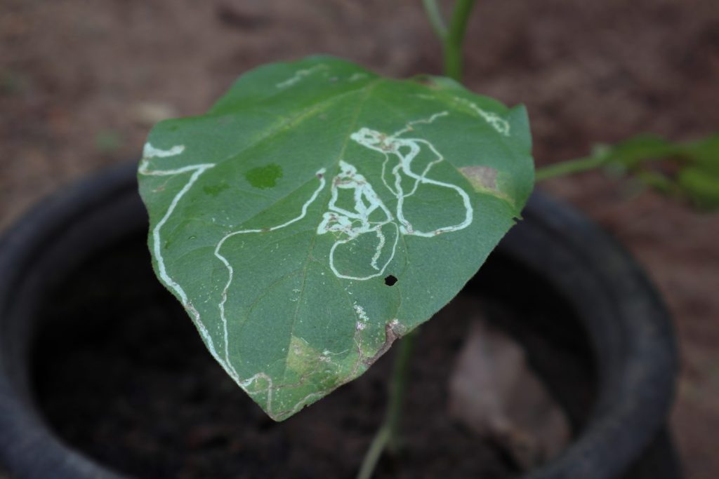 Primo piano di una foglia infetta da parassiti della melanzana (Solanum Melongena) danneggiata dal minatore fogliare serpentino (Liriomyza Brassicae)