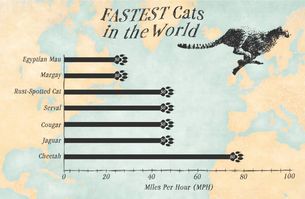 Gatti più veloci