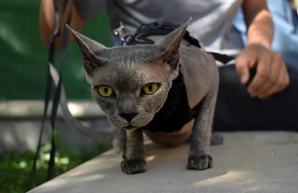 Un gatto Sphynx grigio che indossa un'imbracatura per gatti all'esterno