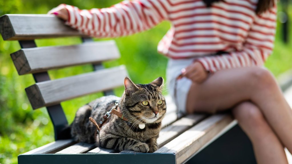 Giovane donna e gatto soriano seduti su una panchina all'aperto.