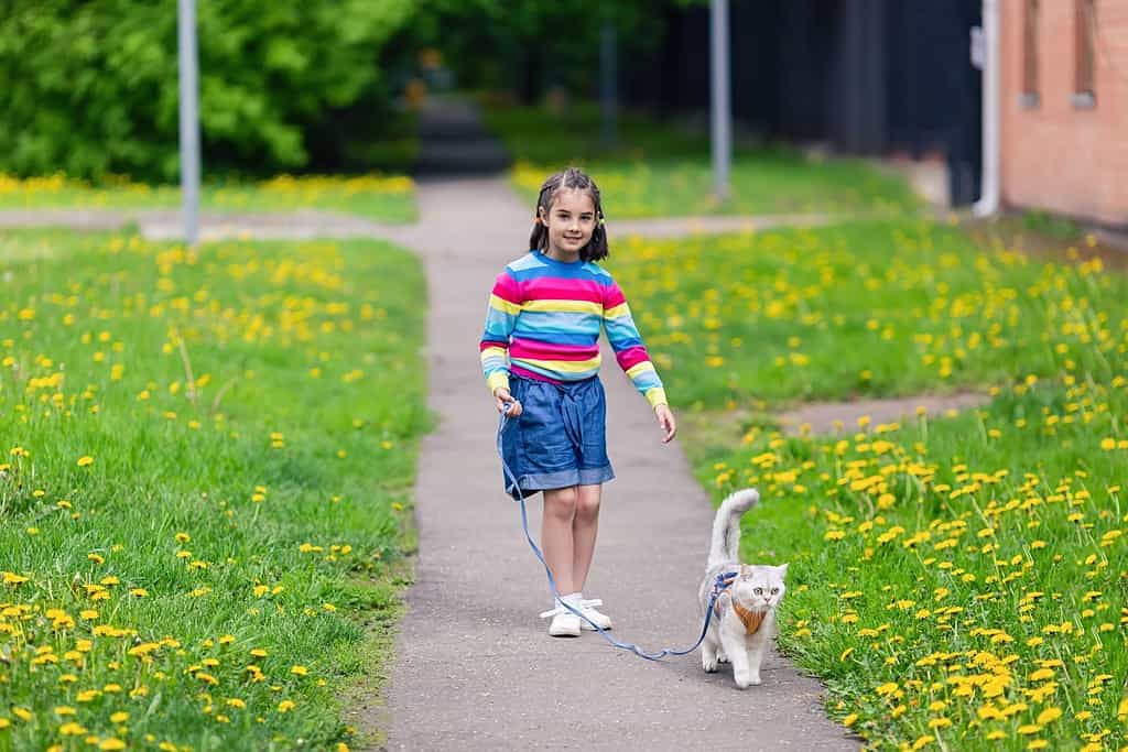 Un affascinante gatto britannico bianco cammina in primavera, con una bambina al guinzaglio.