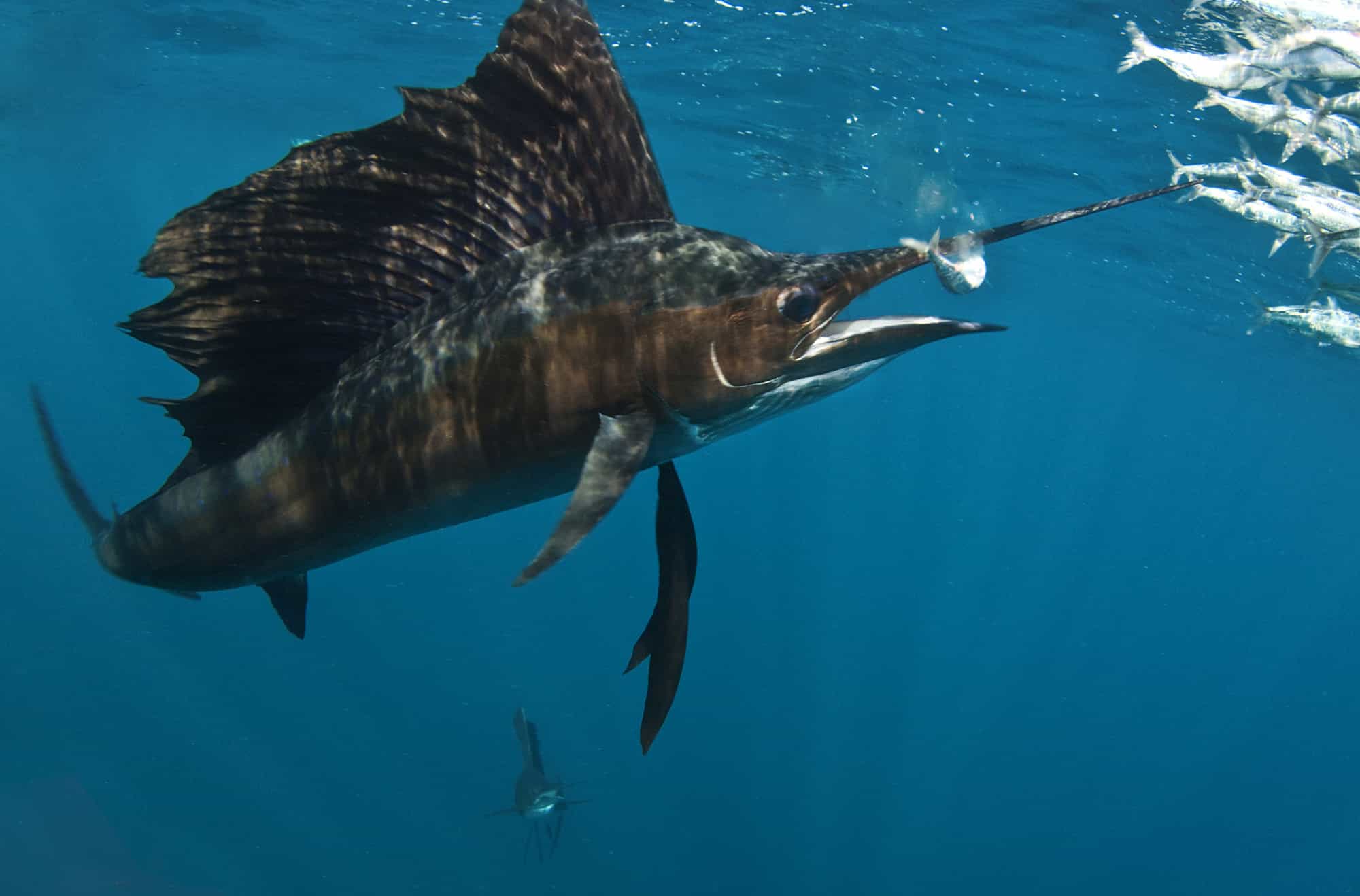 L'animale marino più veloce: il pesce vela