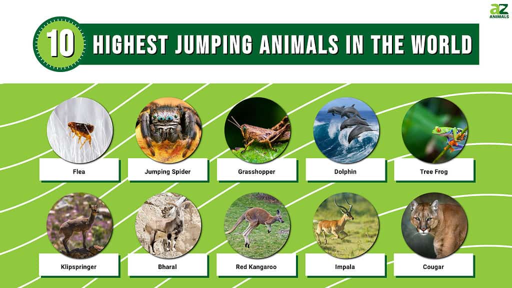 Infografica sui 10 animali che saltano più in alto del mondo