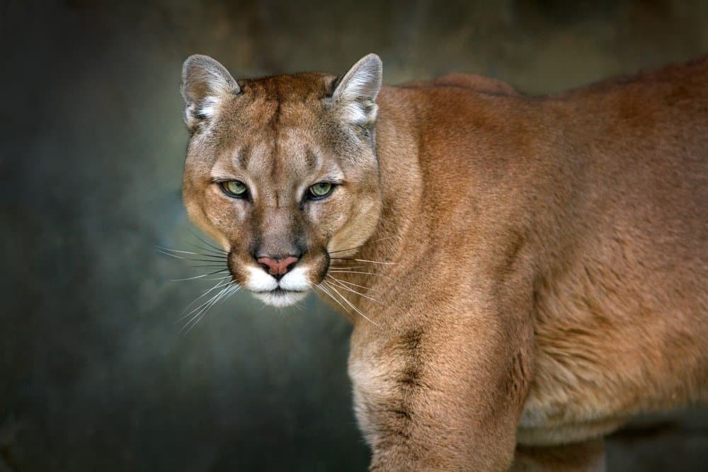 La parte superiore del corpo e la testa di un puma su uno sfondo scuro.