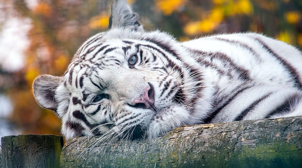 Ritratto del primo piano di una tigre bianca siberiana